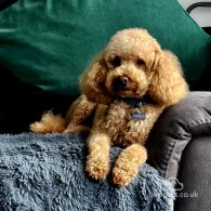 Toy Poodle