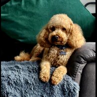 Toy Poodle