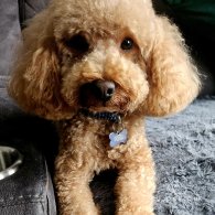 Toy Poodle