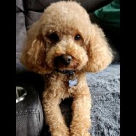 Toy Poodle