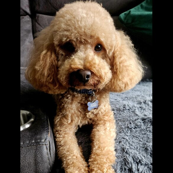 Toy Poodle