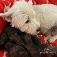 West Highland White Terrier - Dogs