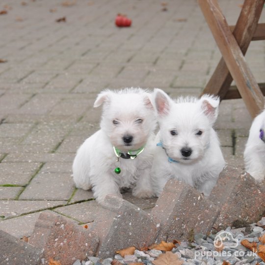 West Highland White Terrier - Both