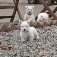 West Highland White Terrier - Both