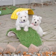 West Highland White Terrier - Both