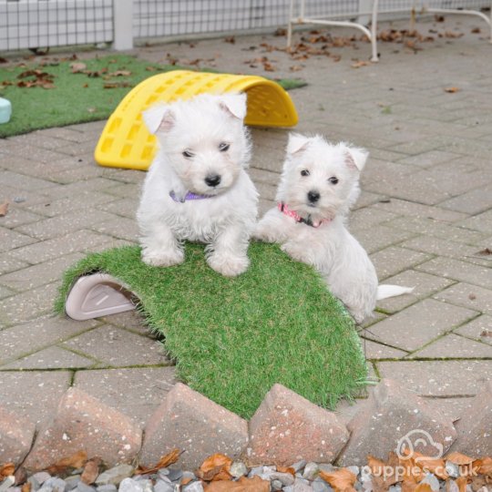 West Highland White Terrier - Both