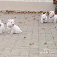 West Highland White Terrier - Both