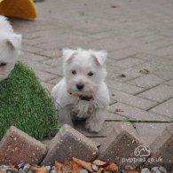 West Highland White Terrier - Both