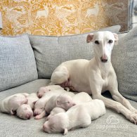 Whippet - Both