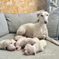 Whippet - Both