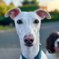 Whippet - Both