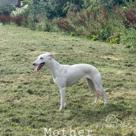 Whippet - Both