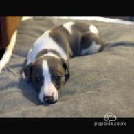 Whippet - Dogs