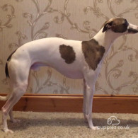 Whippet - Both