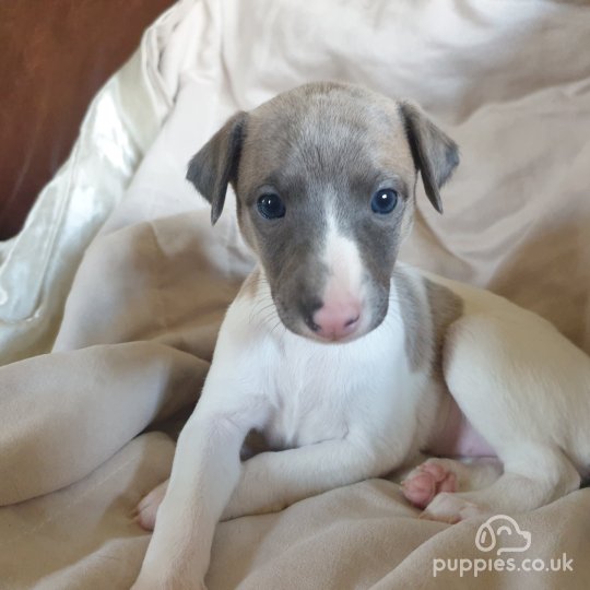 Whippet puppies for Sale in the UK Puppies