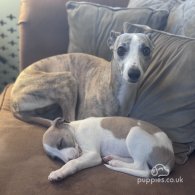 Whippet - Dogs