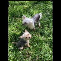 Yorkshire Terrier - Both