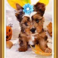 Yorkshire Terrier - Both