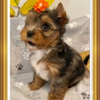 Yorkshire Terrier - Both