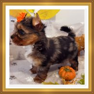 Yorkshire Terrier - Both