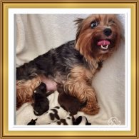 Yorkshire Terrier - Both