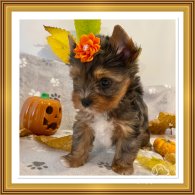 Yorkshire Terrier - Both