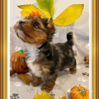 Yorkshire Terrier - Both