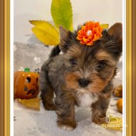 Yorkshire Terrier - Both