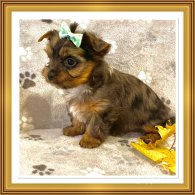 Yorkshire Terrier - Both