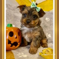 Yorkshire Terrier - Both