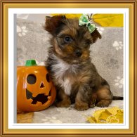 Yorkshire Terrier - Both