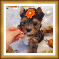 Yorkshire Terrier - Both