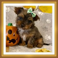 Yorkshire Terrier - Both