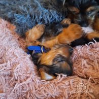 Yorkshire Terrier - Dogs