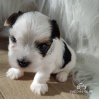 Yorkshire Terrier - Both