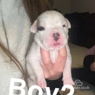 American Bulldog - Both