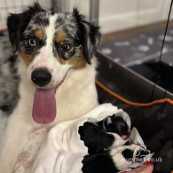 Australian Shepherd Dog - Both