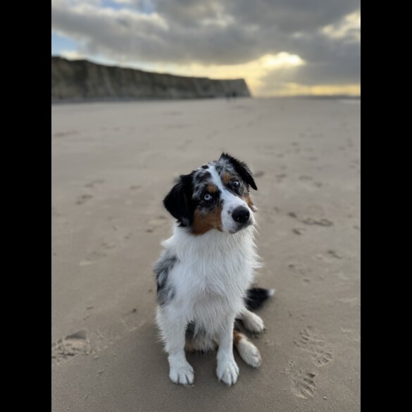 Australian Shepherd Dog - Both