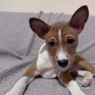 Basenji - Both