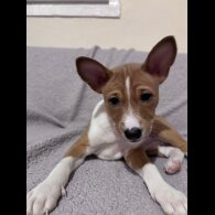 Basenji - Both