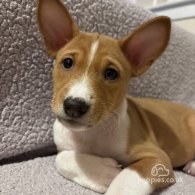 Basenji - Both