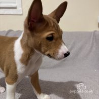 Basenji - Both