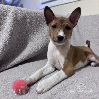 Basenji - Both