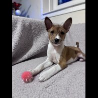 Basenji - Both