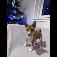 Basenji - Both