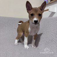 Basenji - Both