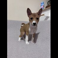 Basenji - Both