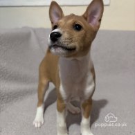 Basenji - Both