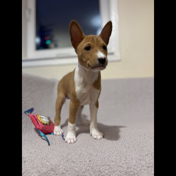 Basenji - Both