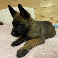 Belgian Shepherd Dog (Groenendael) - Bitches